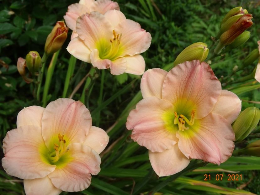  - Hemerocallis 2021