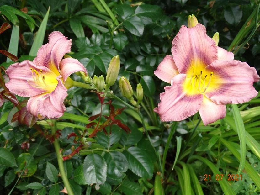  - Hemerocallis 2021