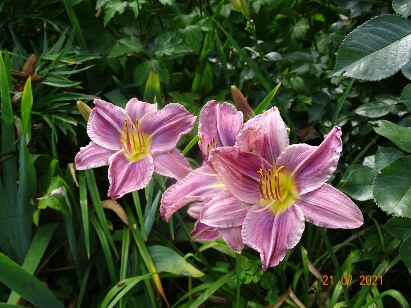  - Hemerocallis 2021