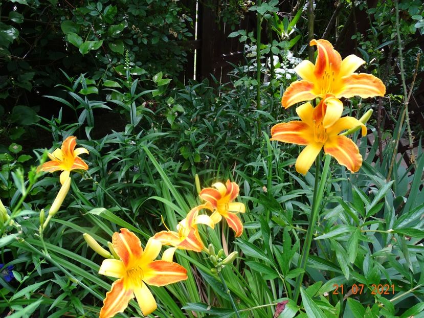  - Hemerocallis 2021