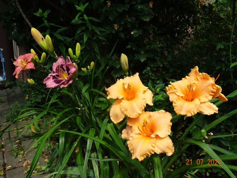  - Hemerocallis 2021