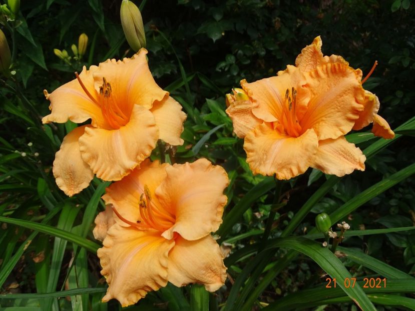 - Hemerocallis 2021