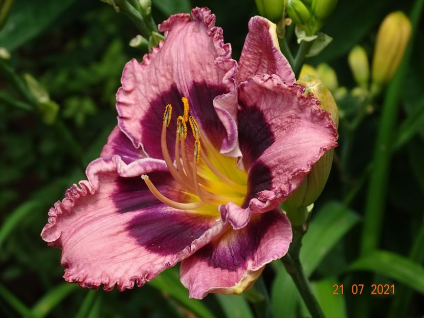  - Hemerocallis 2021