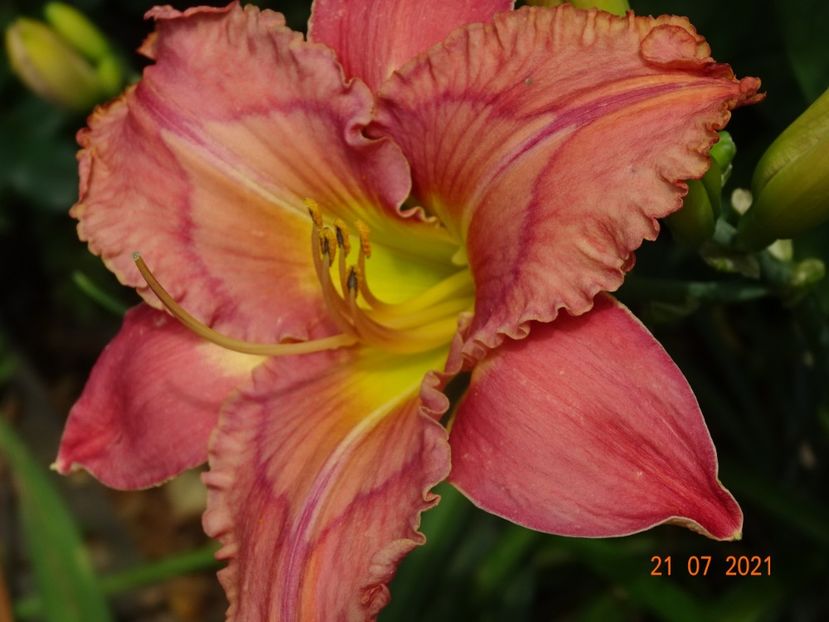  - Hemerocallis 2021