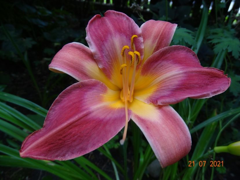  - Hemerocallis 2021