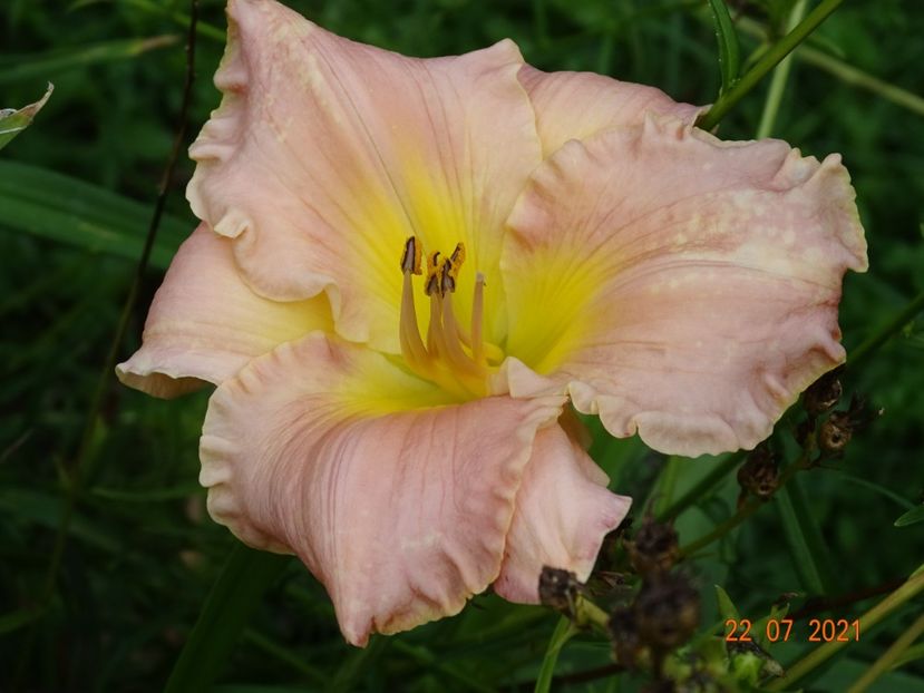  - Hemerocallis 2021