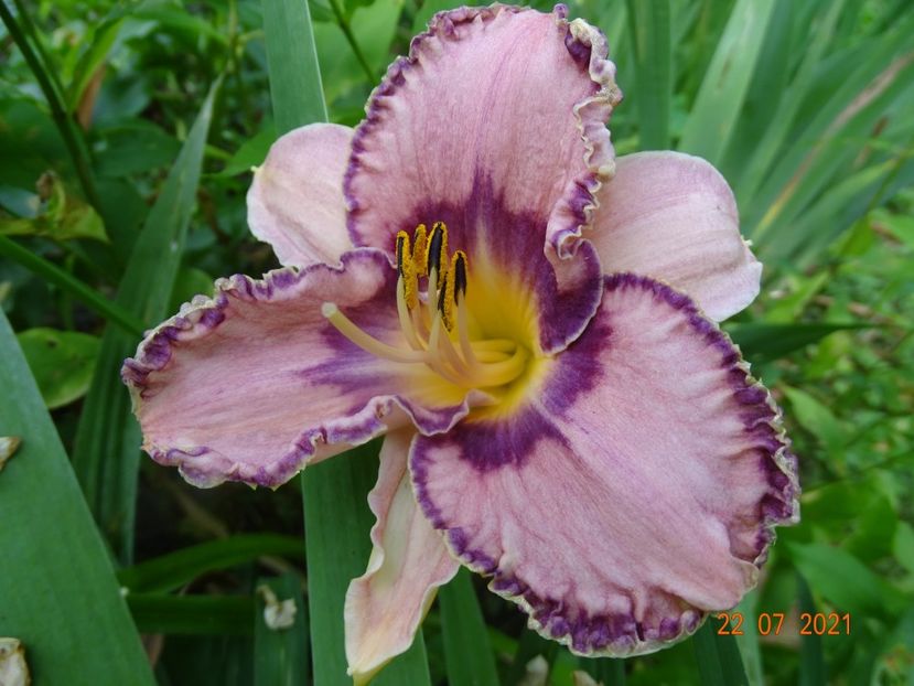  - Hemerocallis 2021