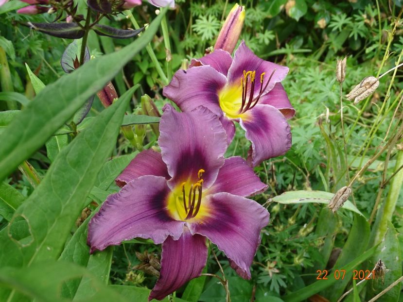  - Hemerocallis 2021