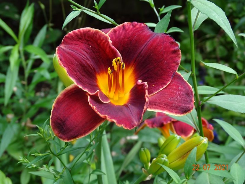  - Hemerocallis 2021