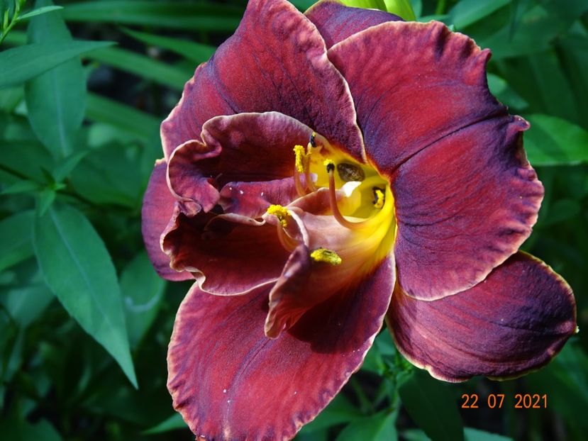  - Hemerocallis 2021