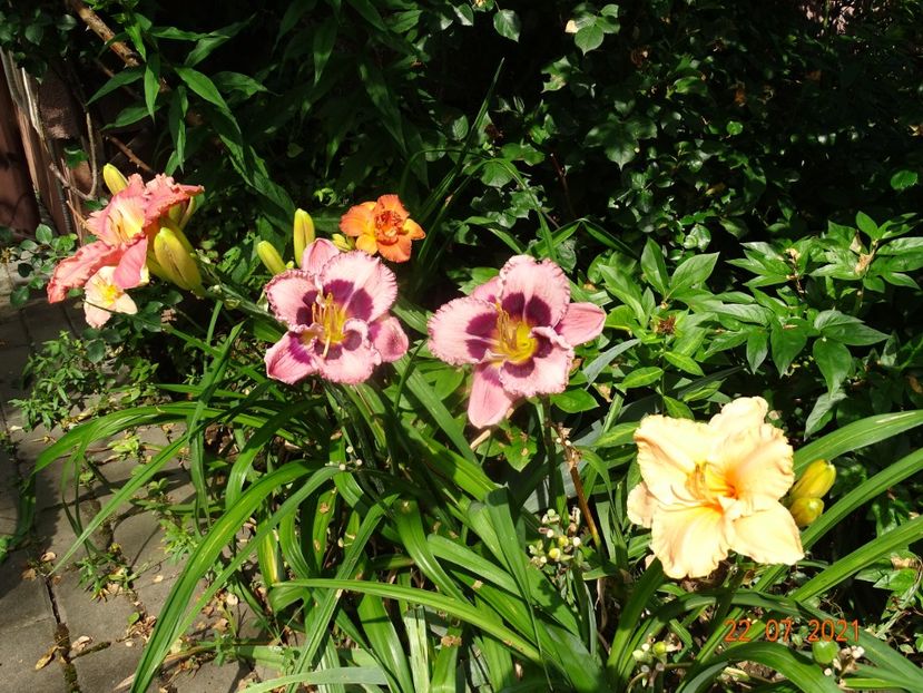  - Hemerocallis 2021