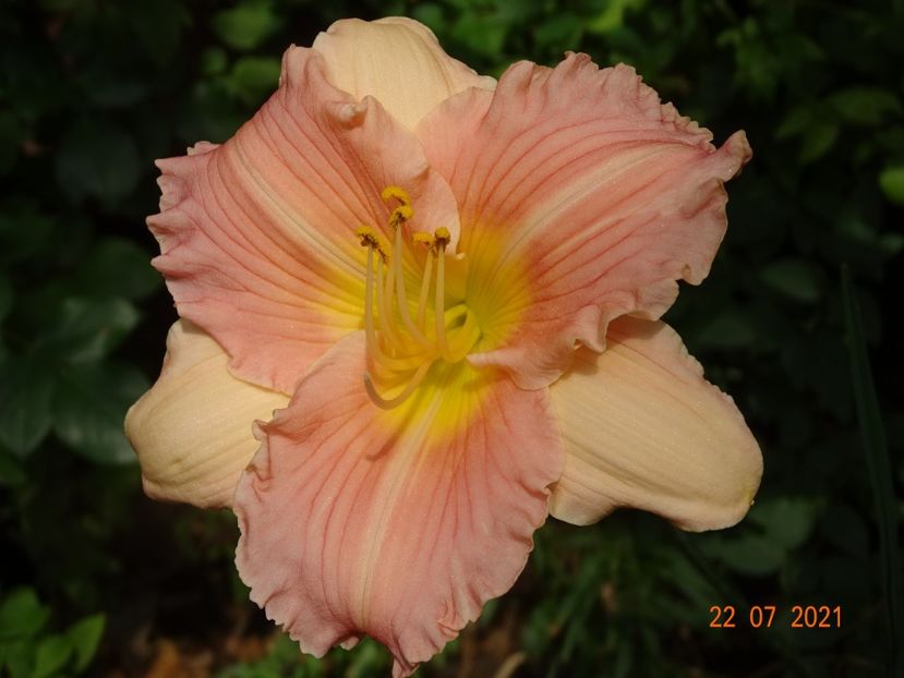  - Hemerocallis 2021
