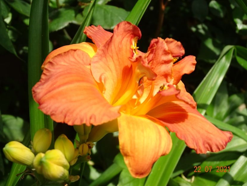  - Hemerocallis 2021