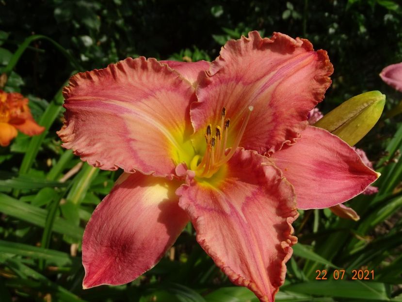  - Hemerocallis 2021