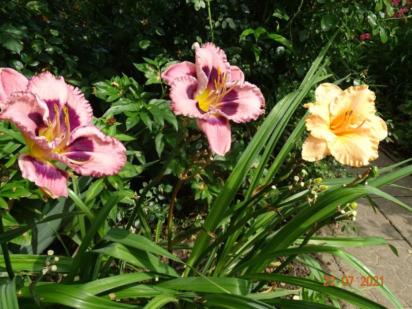  - Hemerocallis 2021
