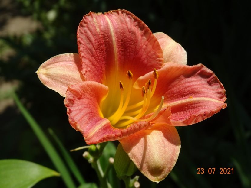  - Hemerocallis 2021