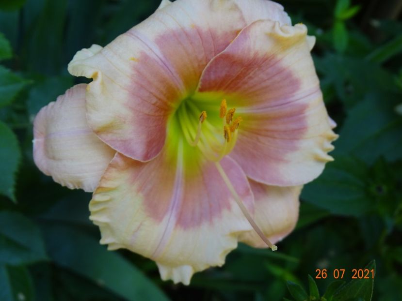  - Hemerocallis 2021