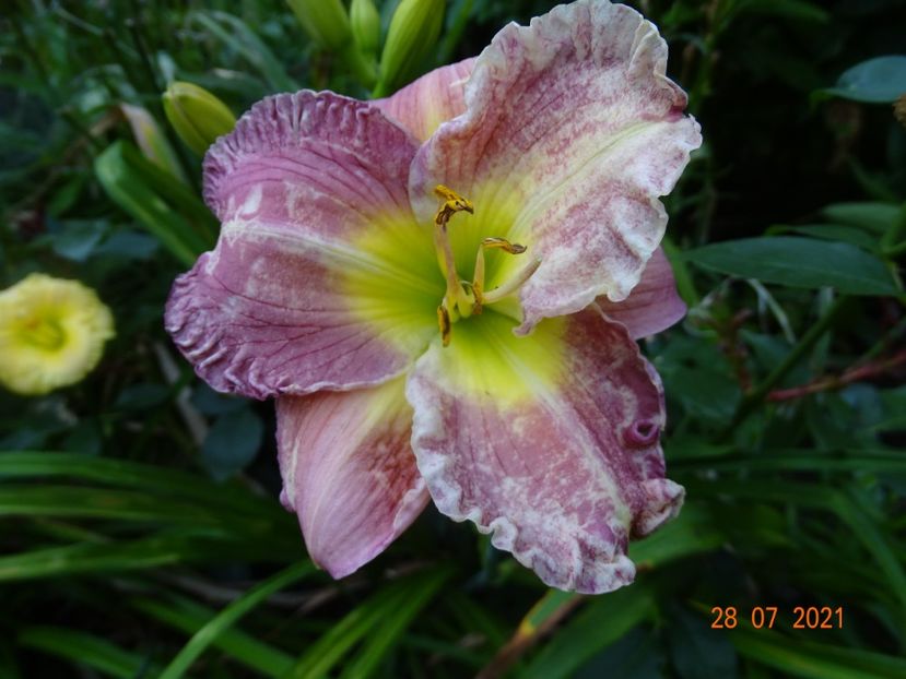  - Hemerocallis 2021