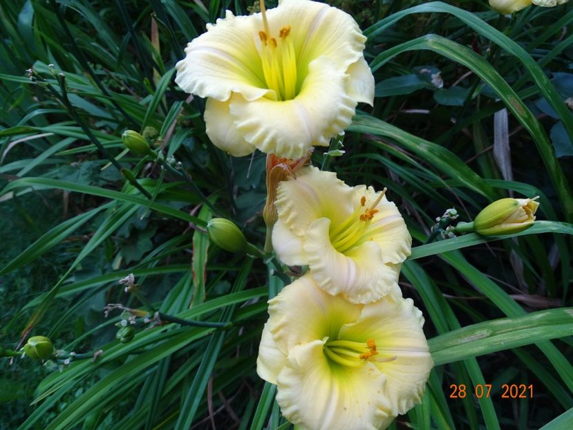 - Hemerocallis 2021