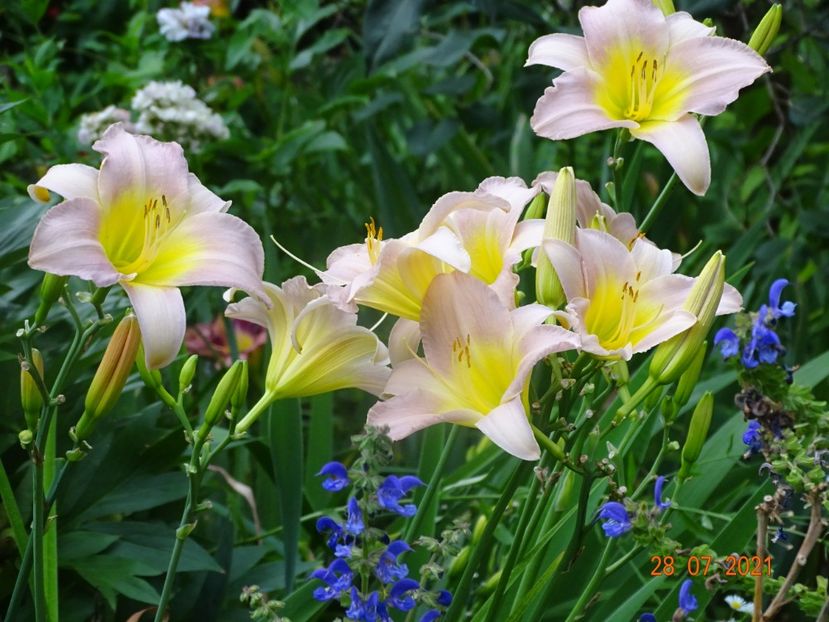  - Hemerocallis 2021