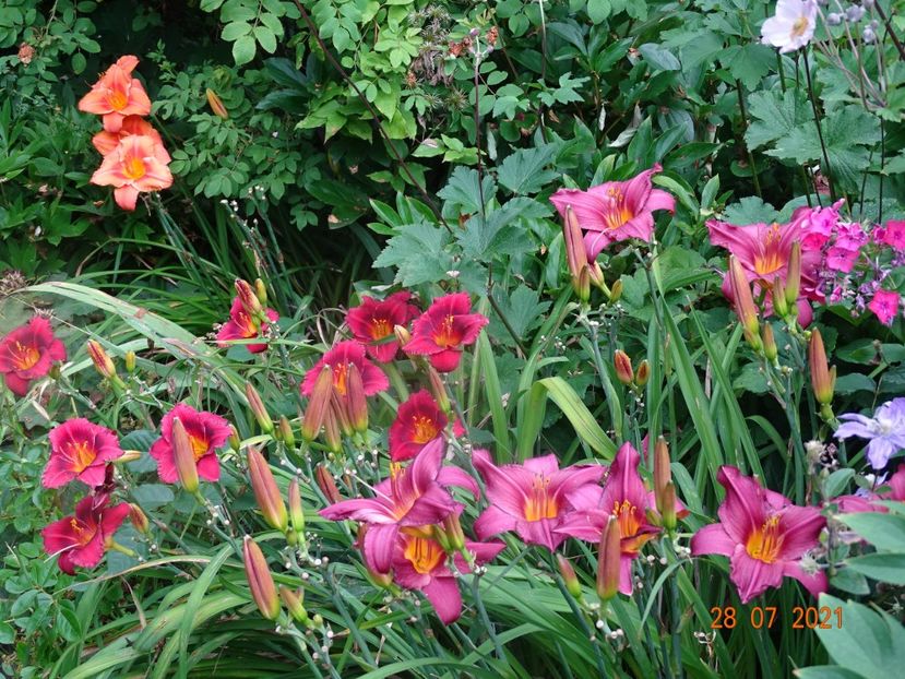  - Hemerocallis 2021