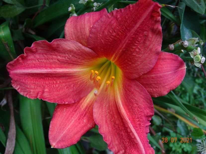  - Hemerocallis 2021