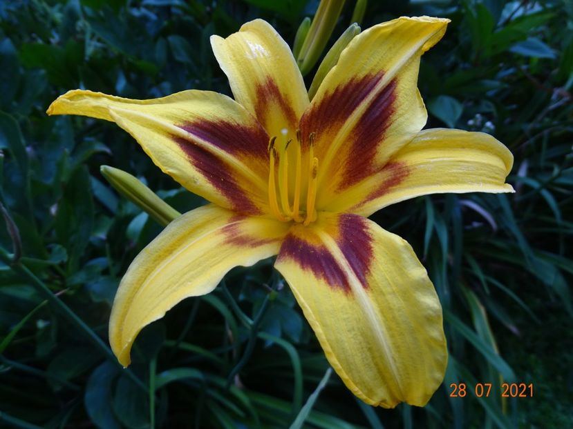  - Hemerocallis 2021