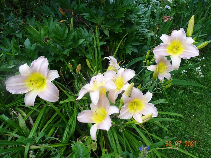  - Hemerocallis 2021
