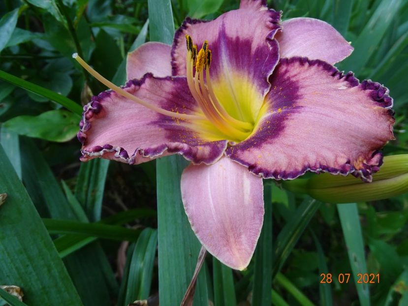  - Hemerocallis 2021