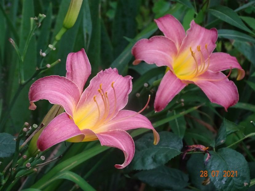  - Hemerocallis 2021