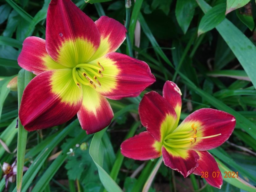  - Hemerocallis 2021