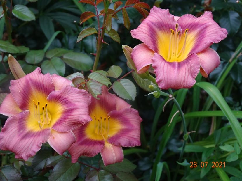 - Hemerocallis 2021