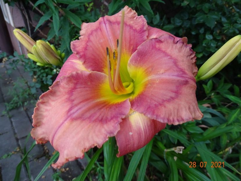 - Hemerocallis 2021