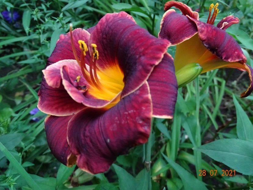  - Hemerocallis 2021