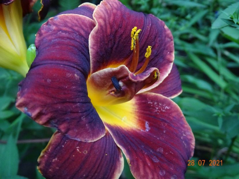  - Hemerocallis 2021