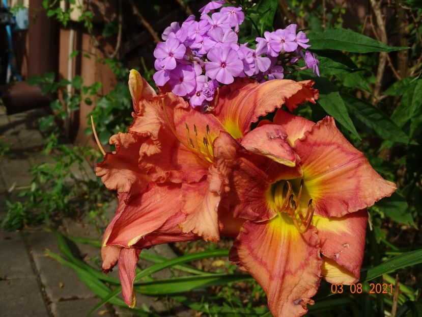  - Hemerocallis 2021