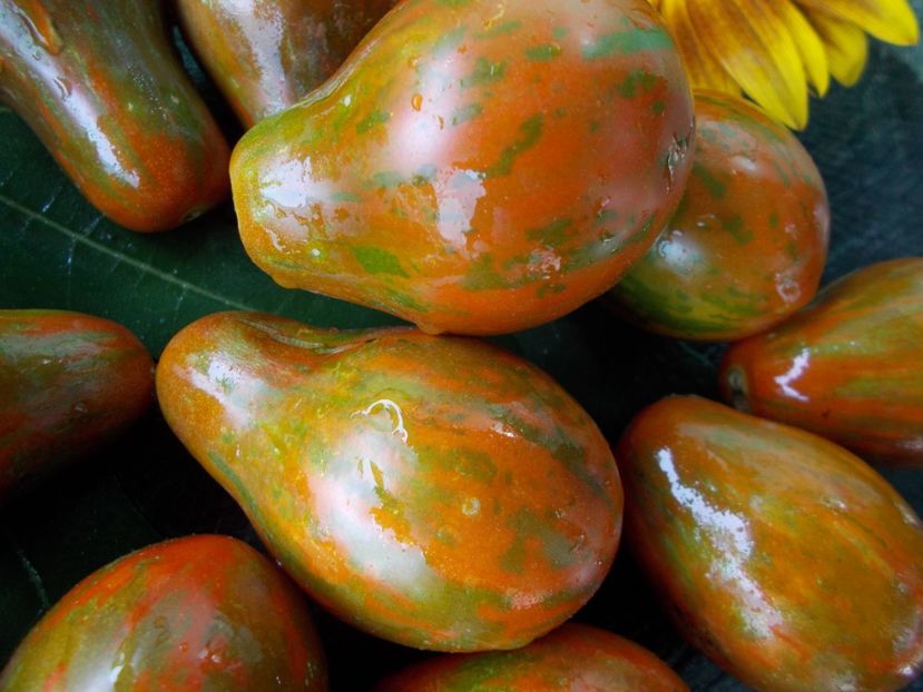  - SEMINTE ROSII - T 718 OFF KEYES