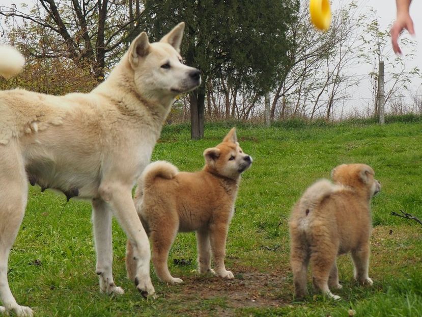 Akita Inu Ina - Akita Inu