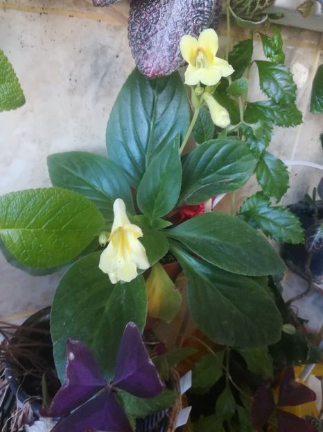  - alte plante de interior