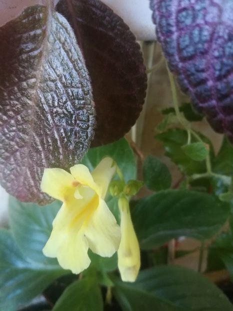  - alte plante de interior