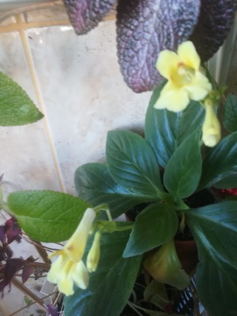  - alte plante de interior