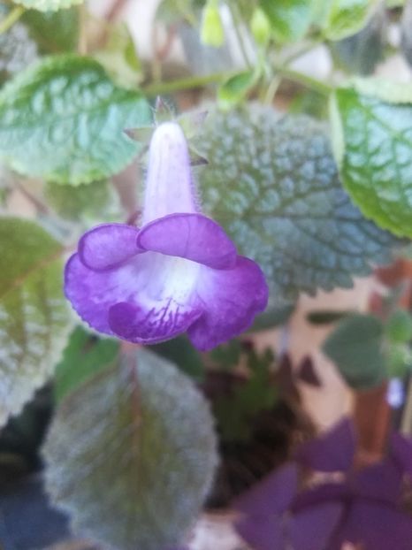  - alte plante de interior