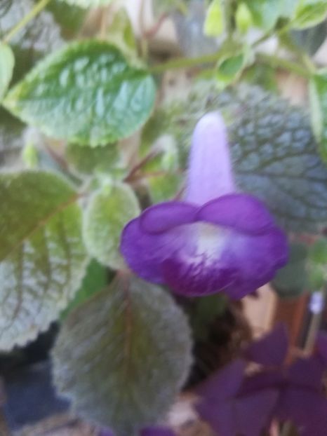  - alte plante de interior