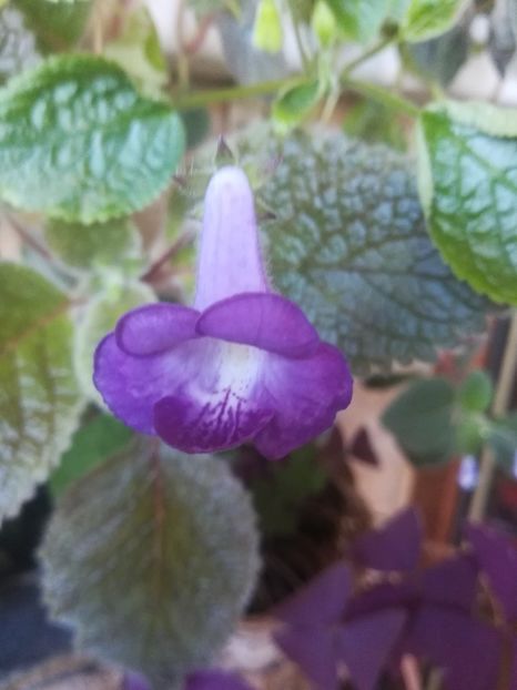  - alte plante de interior