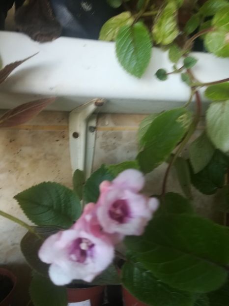  - alte plante de interior