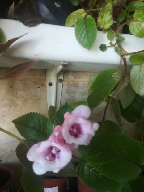  - alte plante de interior