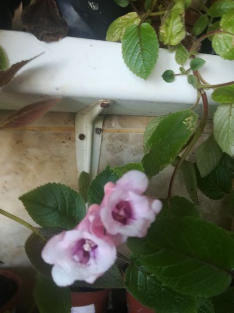  - alte plante de interior