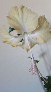  - Hibiscus 2021
