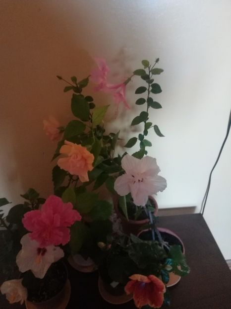  - Hibiscus 2021