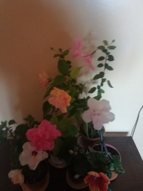  - Hibiscus 2021